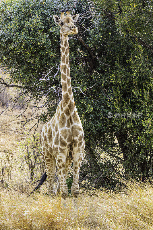 南非长颈鹿(长颈鹿camelopardalis giraffe)